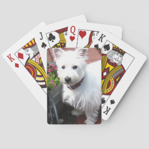 Förtjusande Westie som leker kort Spel Kort