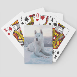 Förtjusande White Husky Hund i snö Casinokort