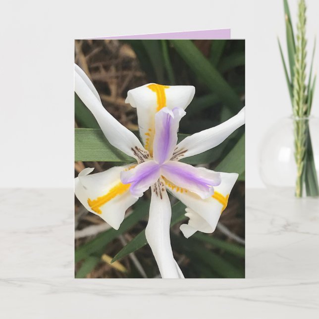 Fortnight Lily African Iris Card Tack Kort (Framsida)