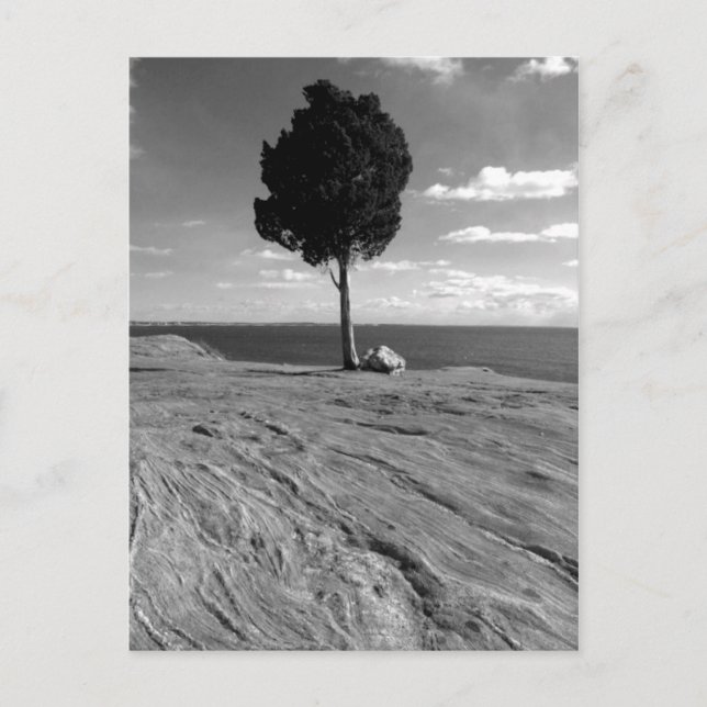 FortPhoenix träd Vykort (Framsida)