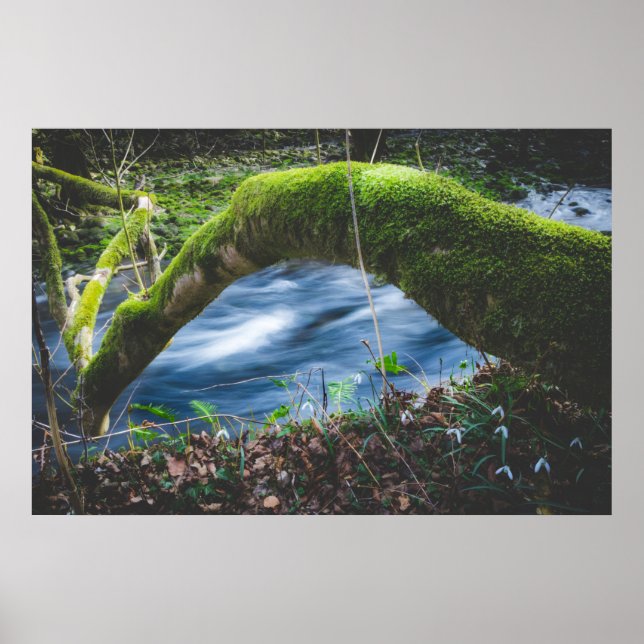 Förtrollad magisk skog poster (Framsidan)