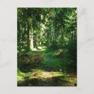 förtrollad skog vykort