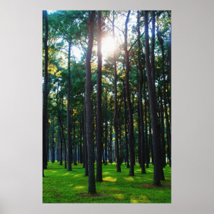 Förtrollande skog poster