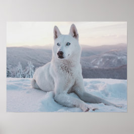 Förtrollning av White Husky Hund i snö Poster