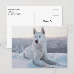Förtrollning av White Husky Hund i snö Vykort
