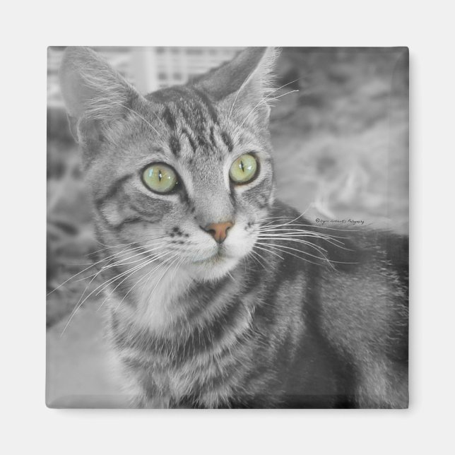 Förundringens tillstånd magnet (Framsidan)