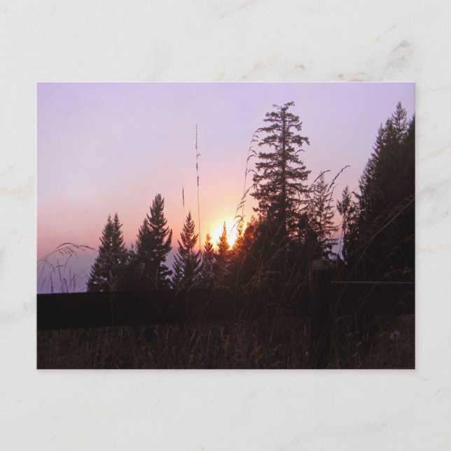 Förutom träd...... vykort (Framsida)