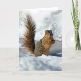 Förvånad ekorre kort