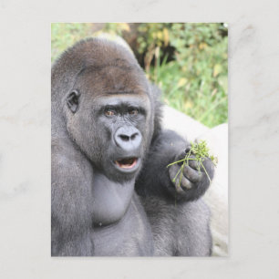 Förvånad Gorilla Vykort