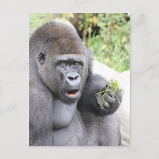 Förvånad Gorilla Vykort