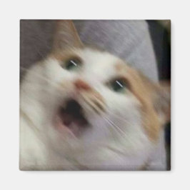 Förvånad katt meme magnet