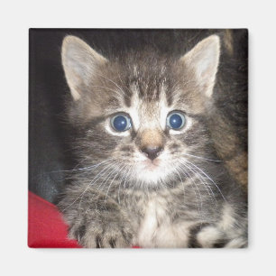 Förvånad Kitten Magnet