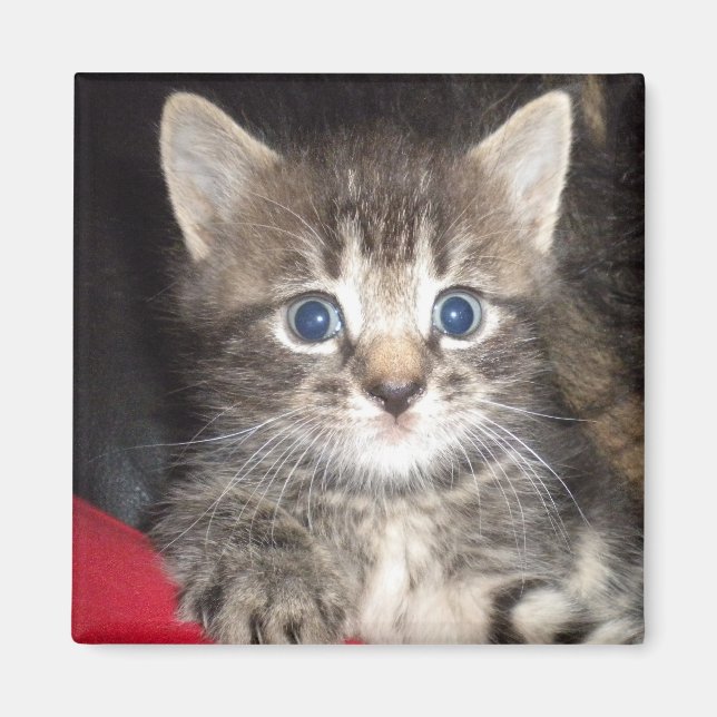 Förvånad Kitten Magnet (Framsidan)