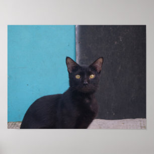 Förvånad svart katt poster