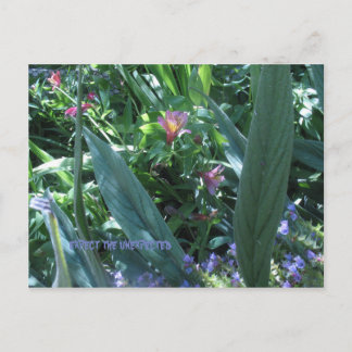 förvänta sig oväntade vykort