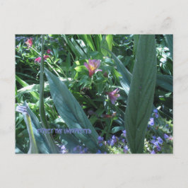 förvänta sig oväntade vykort