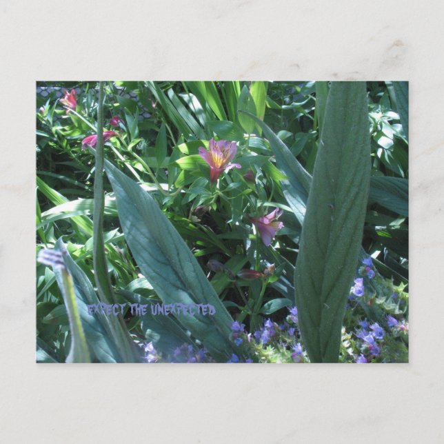 förvänta sig oväntade vykort (Framsida)