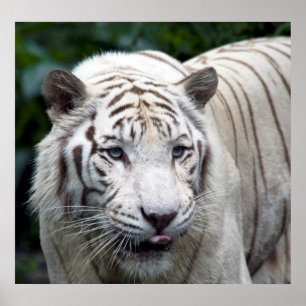 Förväntning Poster