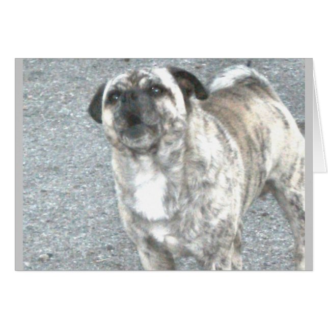 Förvärrad Barking Bulldog Hälsningskort (Framsidan Horizontal)