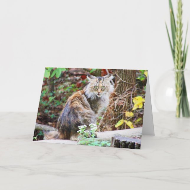 Förvildad katt sittande i skogen-kort kort (Framsida)
