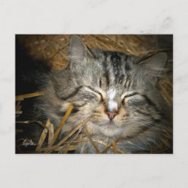 Förvildad katt som sover i vinterskydd Postkort Vykort