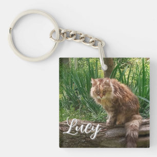 Förvildad kattfoto / kattälskare