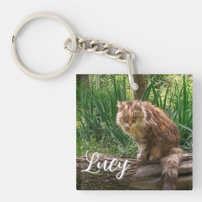 Förvildad kattfoto / kattälskare  (Framsidan)
