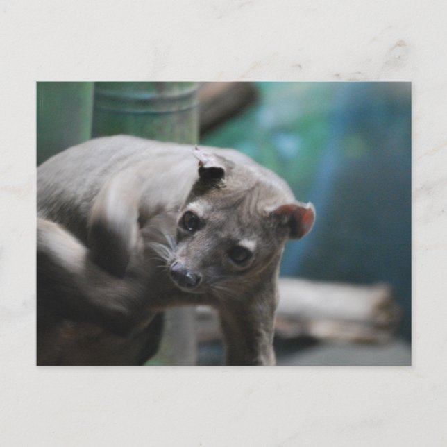 Fossa-vykort Vykort (Framsida)