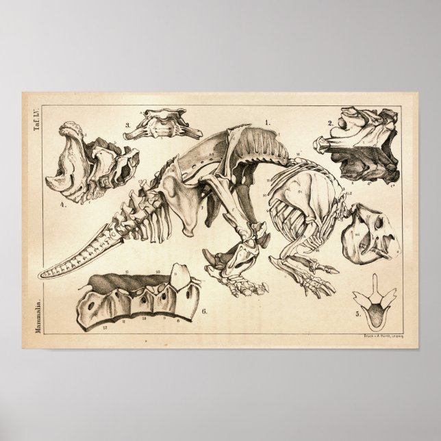 Fossil Bones Skeleton Animal Anatomy Skriv ut Poster (Framsidan)
