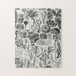 Fossil Coral Geology Minerals Polypi Pussel