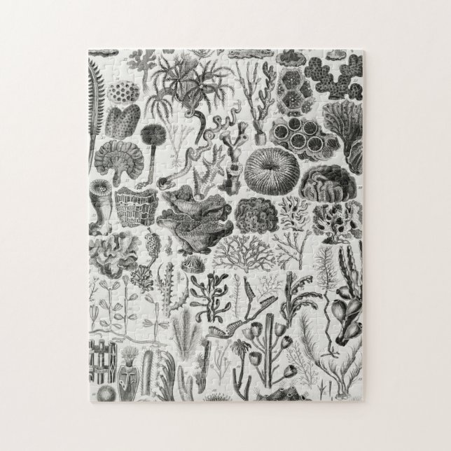 Fossil Coral Geology Minerals Polypi Pussel (Vertikal)