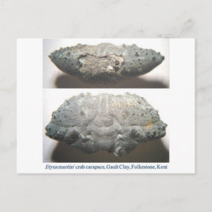 Fossil Crab Vykort