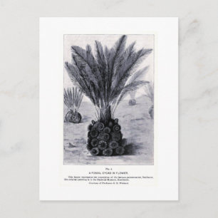 Fossil cycad i vykort för blomkonst