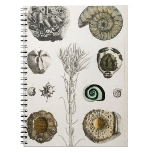 Fossil, dinosaur, Fossils, paleontologi, geologi Anteckningsbok