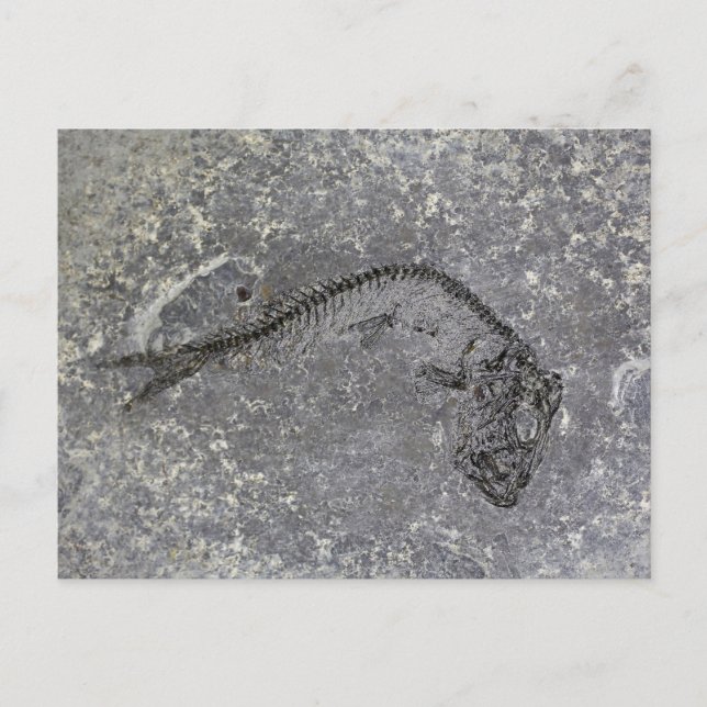 Fossil Fish from Oligocene of Northern Tyskland Vykort (Framsida)