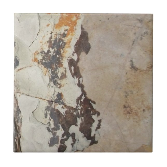 Fossil från Fossil, eller intressant Sten Kakelplatta (Framsidan)