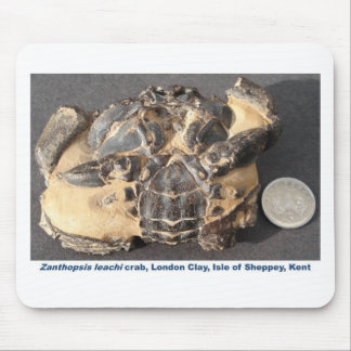Fossil- krabba från den EoceneLondon leran Musmatta