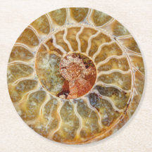 Fossil- kustfartyg för Ammonite
