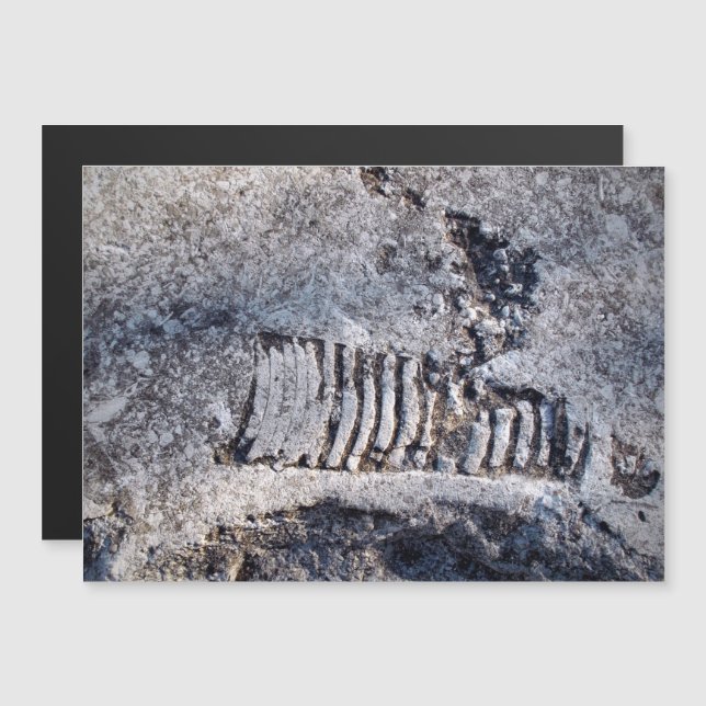 Fossil Nautiloid Blötdjur Uråldrigt Havsdjur (Fram/baksida)