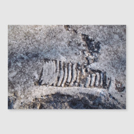 Fossil Nautiloid Cephalopod Ancient Sea Mollusk