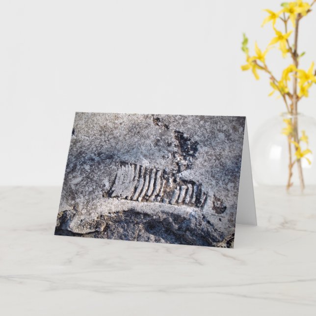 Fossil Nautiloid Cephalopod Ancient Sea Mollusk Kort (Gul blomma)