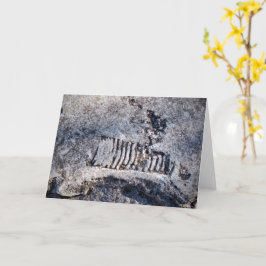 Fossil Nautiloid Cephalopod Ancient Sea Mollusk Kort