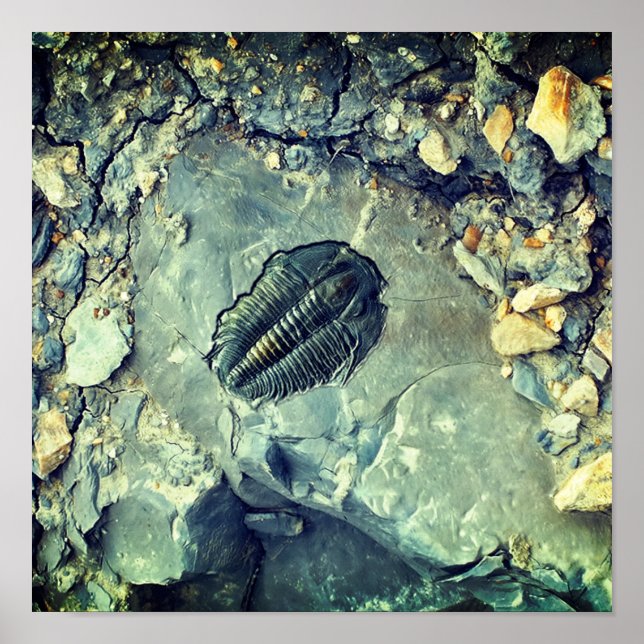 Fossil Poster (Framsidan)