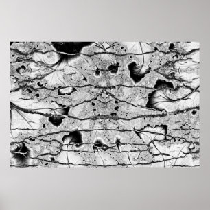 Fossil Poster
