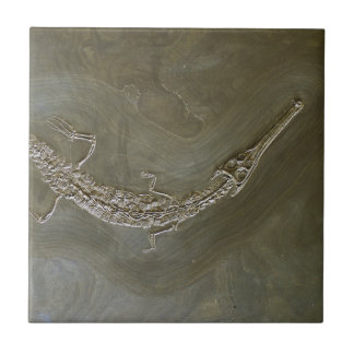 Fossil- Steneosaurus för Saltwaterkrokodil Kakelplatta