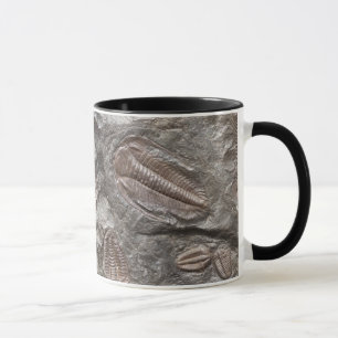 Fossil- Trilobites: TRILOBITE-FOSSILmugg Mugg