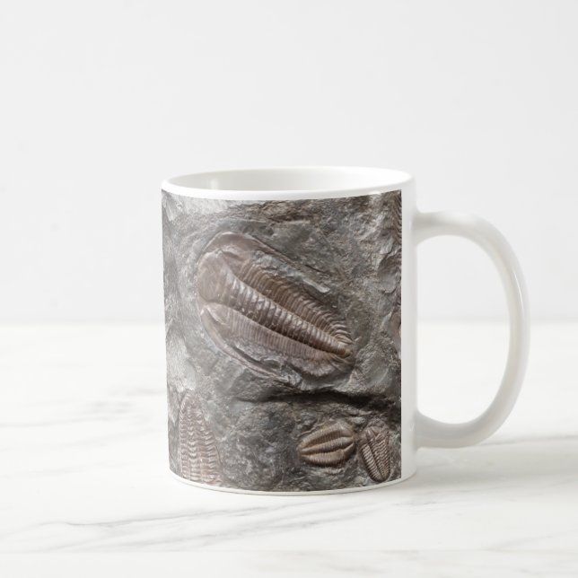 Fossil- Trilobites: TRILOBITE-FOSSILmugg Mugg (Höger)