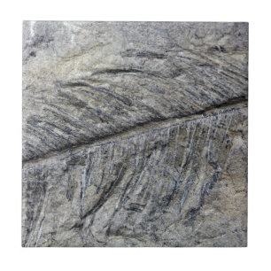 Fossil- växt kakelplatta