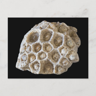 Fossilierad koral på svart vykort