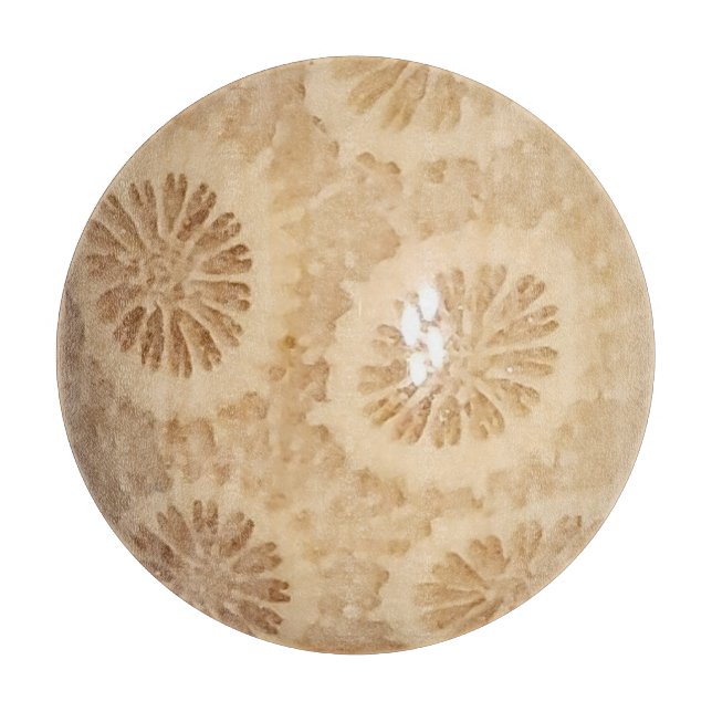 Fossiliserad korallutskrift (Framsidan)